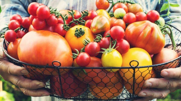 Top Benefits of Including Tomatoes in Your Diet post thumbnail image